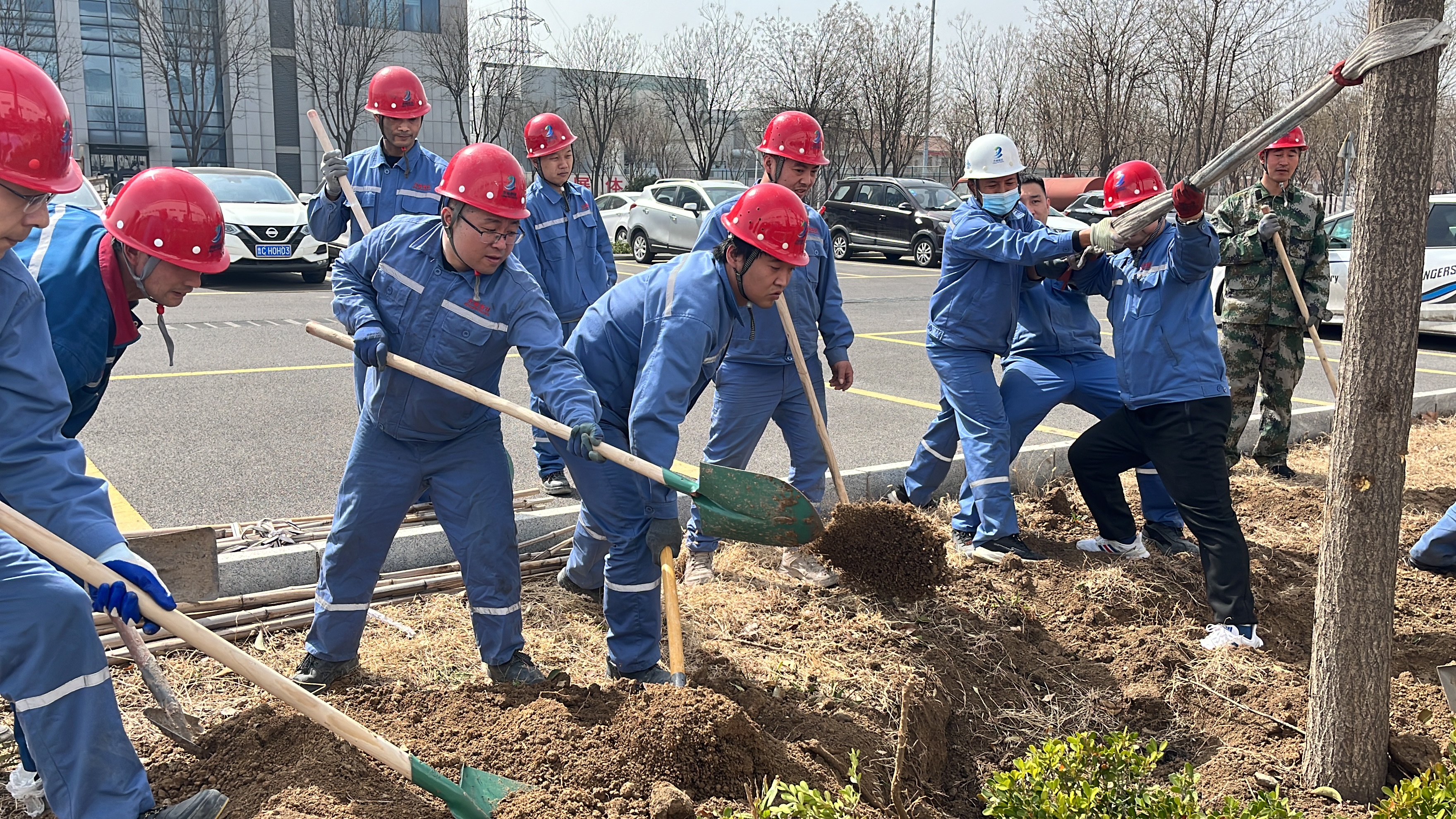 2025年3月12日植树节干部职工移栽国槐、女贞等树木145颗